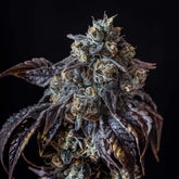 π Berry White Seeds (100% off)